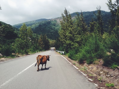 牛走在树木导致山之间的中间道路
